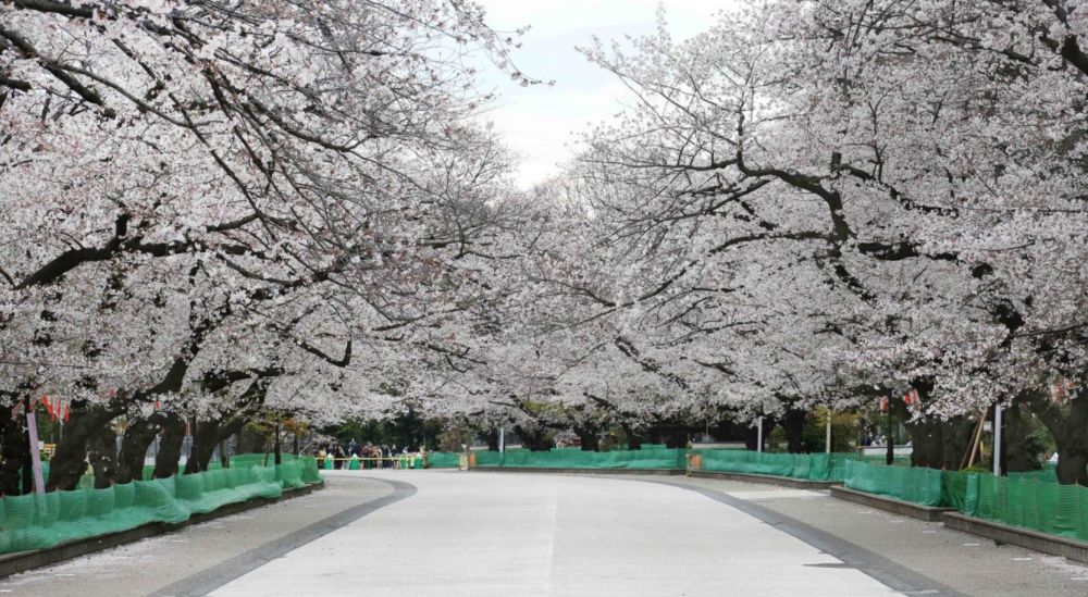 Photo from OV Tim Minton- Unthinkably deserted park in Tokyo with cherry trees in full bloom
