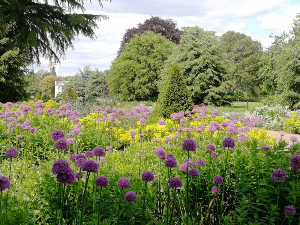 Kew gardens purple alliums