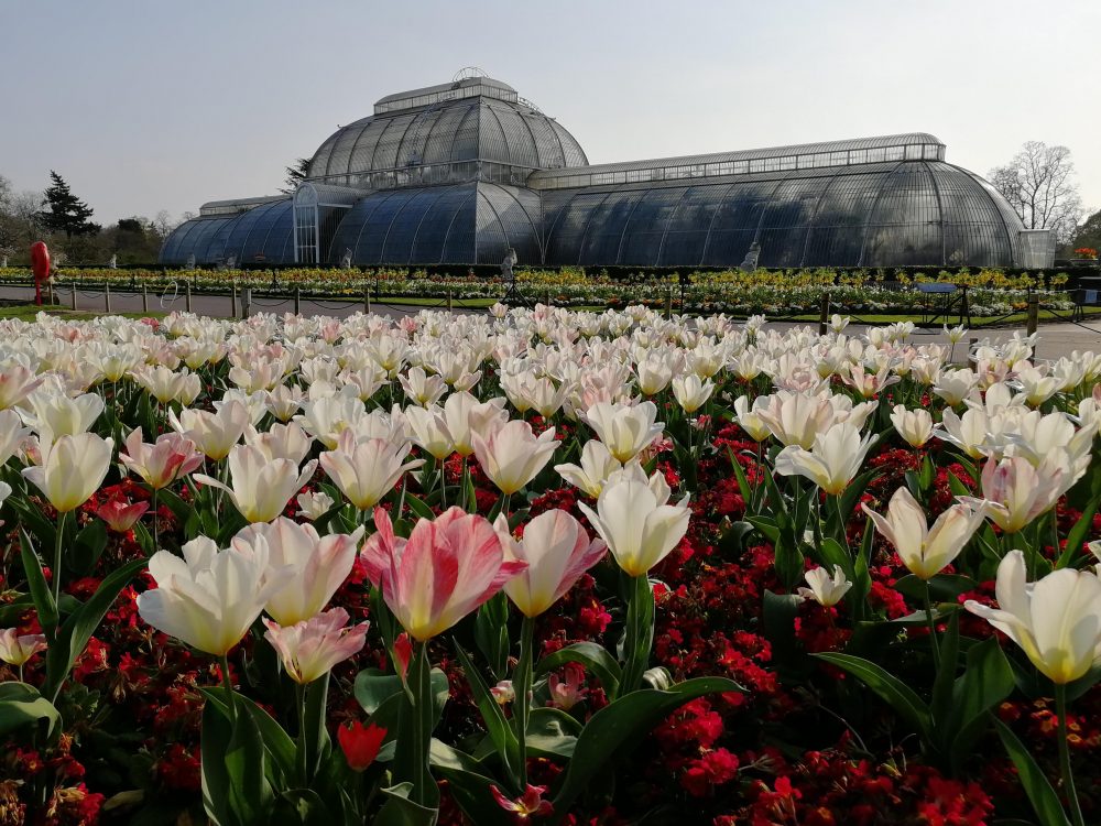 OV lockdown insights from Royal Botanic Gardens, Kew News OV